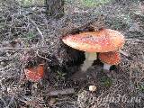 Ядовитые грибы Воронежской области